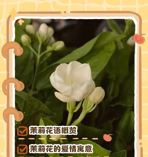 茉莉花的寓意和花语是什么？