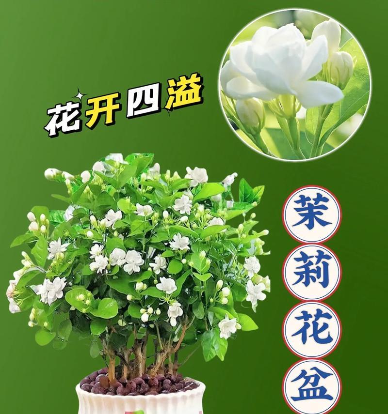 茉莉花的寓意和花语是什么？
