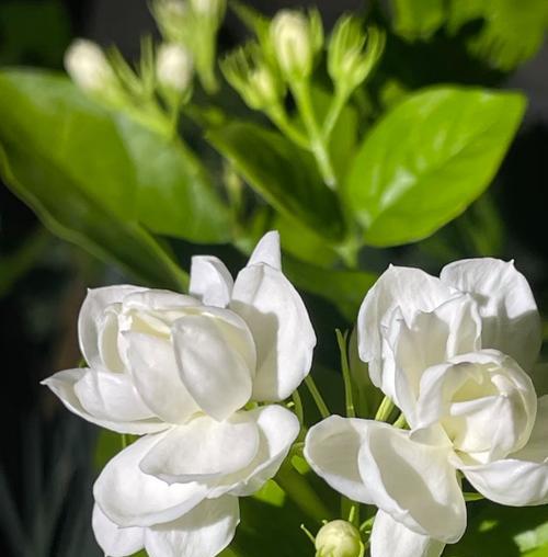 茉莉花的寓意和花语是什么？
