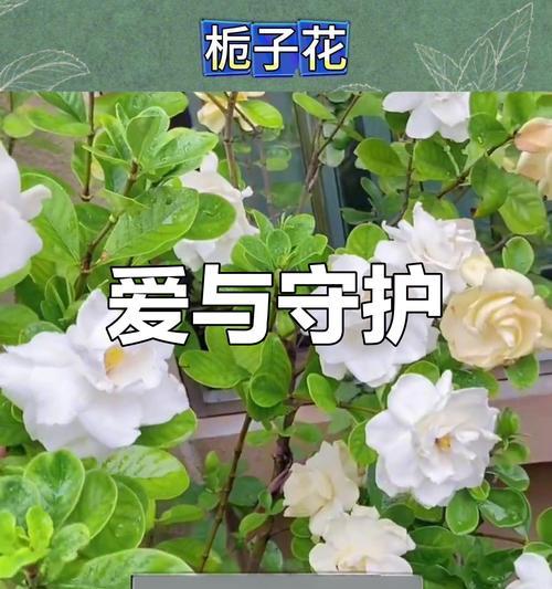 栀子花代表了什么情感？它象征着什么？