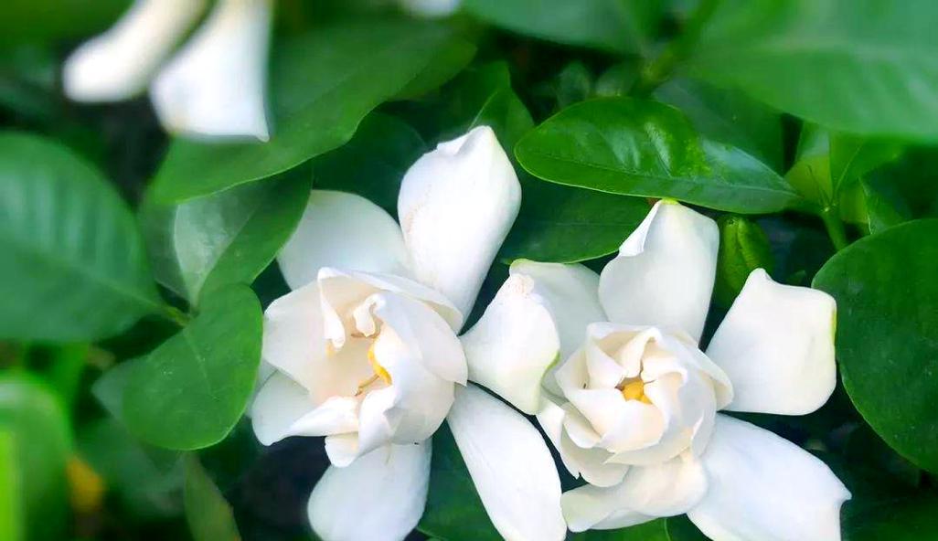 栀子花代表了什么情感？它象征着什么？