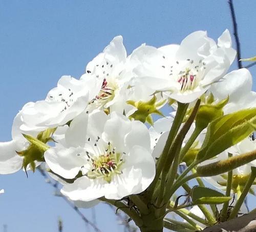 梨枝花的寓意是什么？它们象征着什么特别含义？