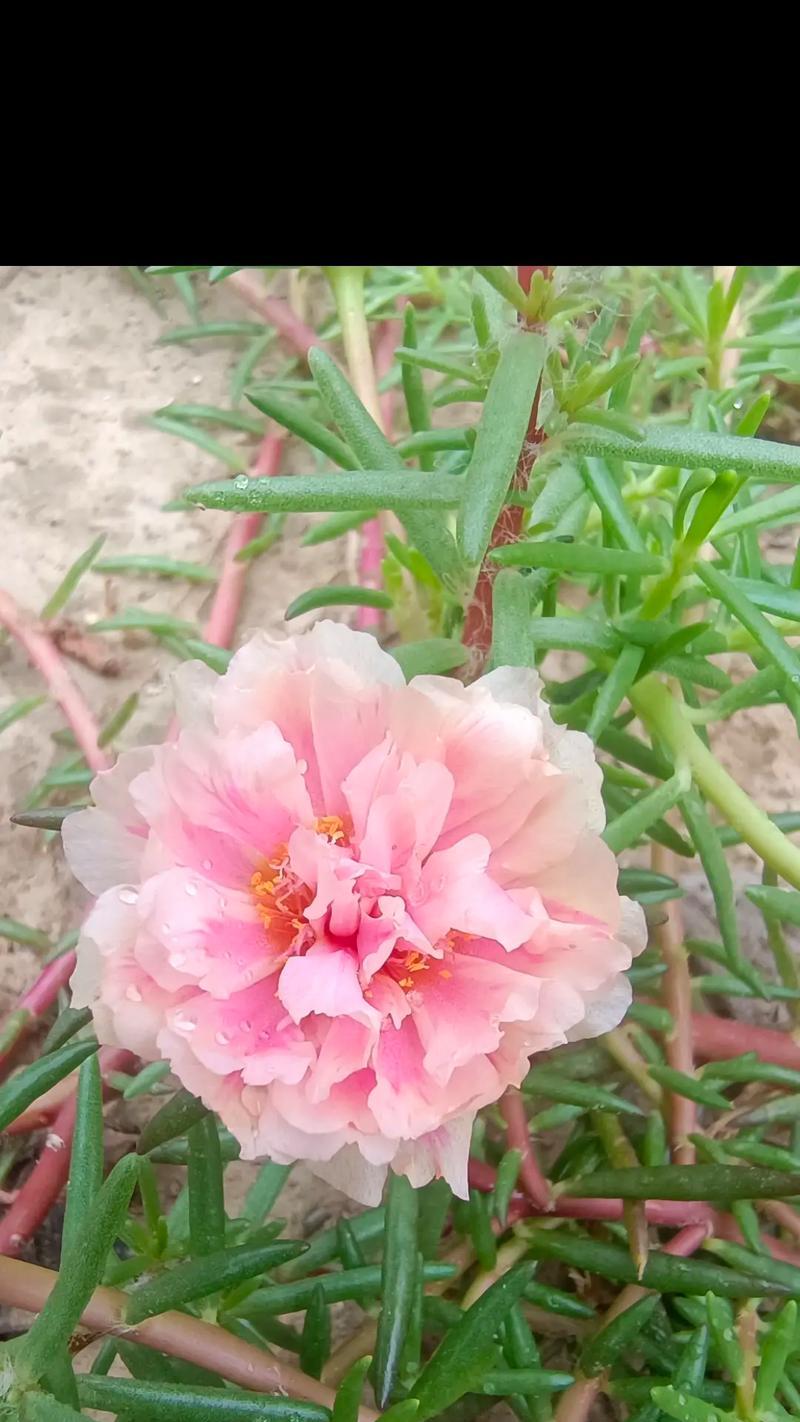 太阳花象征着什么？