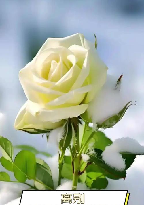 离别时送花代表什么？有哪些花语是关于离别的？