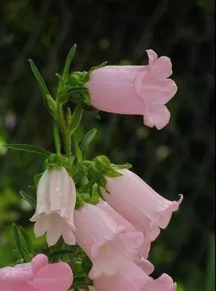 如何用风铃花表达情感？风铃花有哪些寓意的句子？