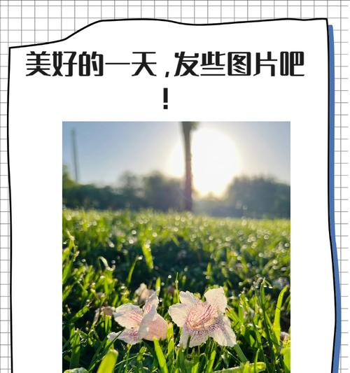 佛甲草的花语：它传递了哪些特别的情感？