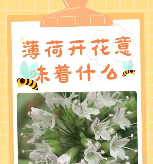 花有哪些寓意？它们的象征意义是什么？