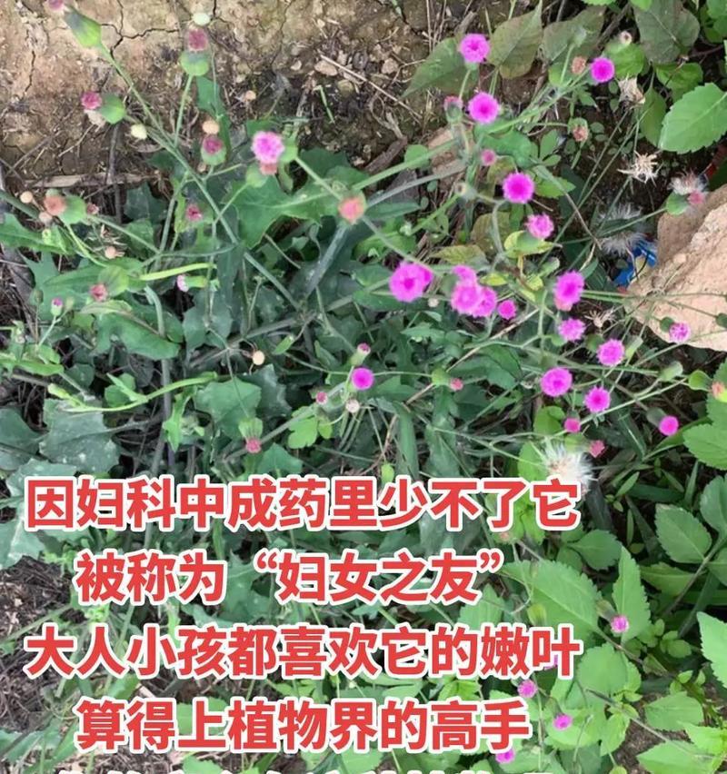 蒲公英花的含义是什么？它的象征意义有哪些？