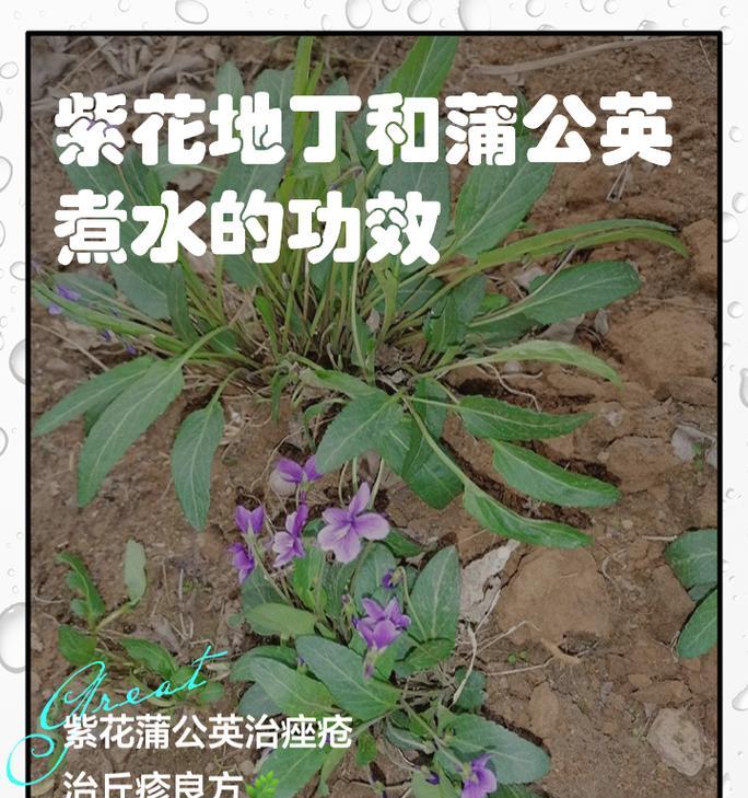 蒲公英花的含义是什么？它的象征意义有哪些？