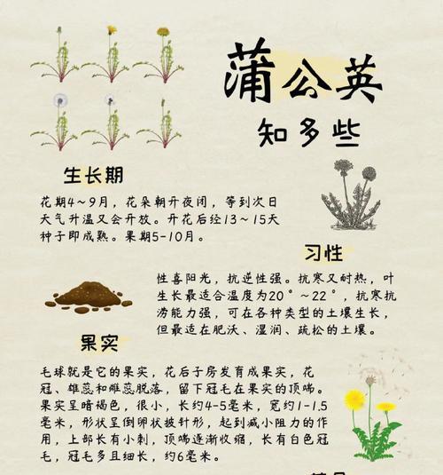 蒲公英花的含义是什么？它的象征意义有哪些？