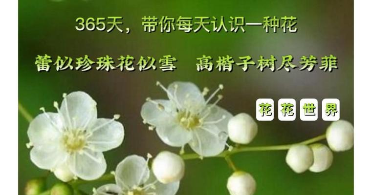 送朋友哪种花有特殊含义？花语中表达友情的花有哪些？