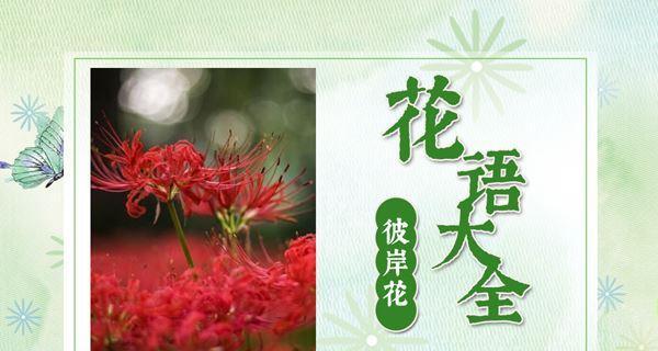 哪些花的花语象征童年？它们代表什么？