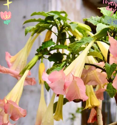 哪些花象征超脱？代表自由和超然的花卉有哪些？