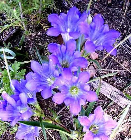 龙胆花花语是什么？特别含义有哪些？