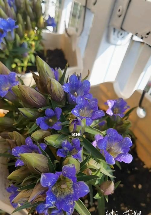 龙胆花花语是什么？特别含义有哪些？