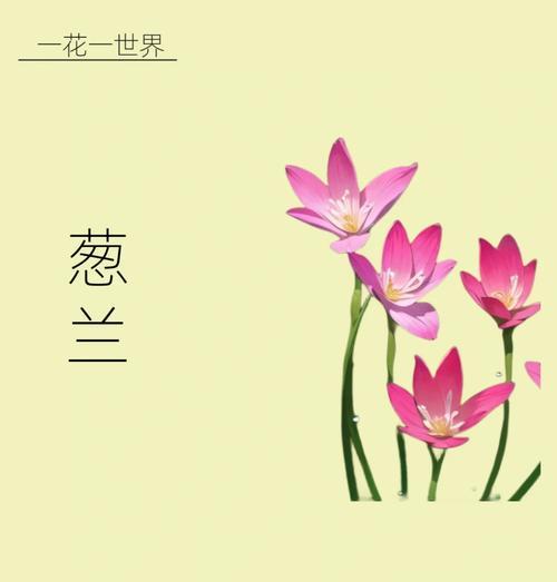 期待相关的花语有哪些？哪种花象征着期待？