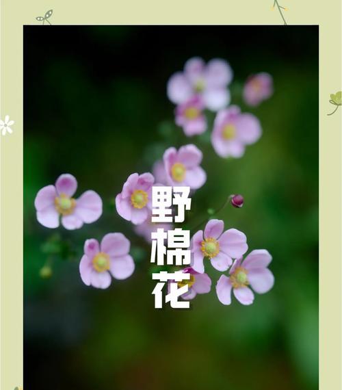 期待相关的花语有哪些？哪种花象征着期待？