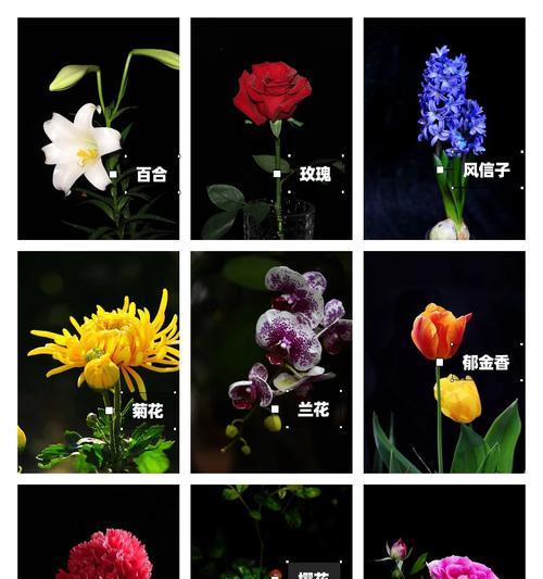 蒙古宝石花象征着什么？宝石花在蒙古文化中的含义是什么？