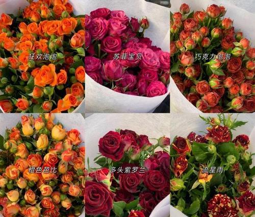 蒙古宝石花象征着什么？宝石花在蒙古文化中的含义是什么？