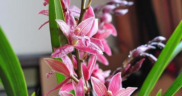 寓意吉祥的花有哪些？挑选花卉时应注意什么？