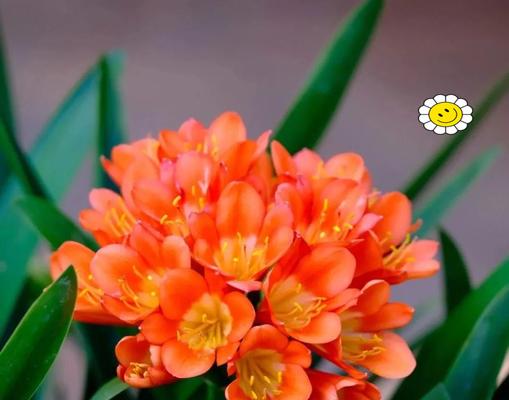 寓意吉祥的花有哪些？挑选花卉时应注意什么？