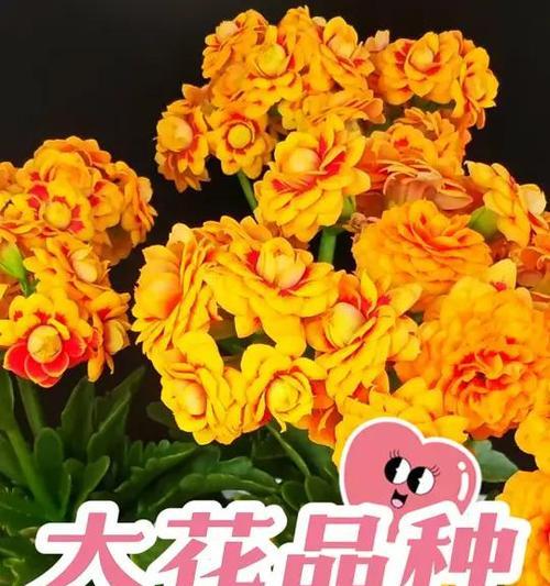 象征故友的花有哪些花名？哪些花卉代表对逝去朋友的怀念？