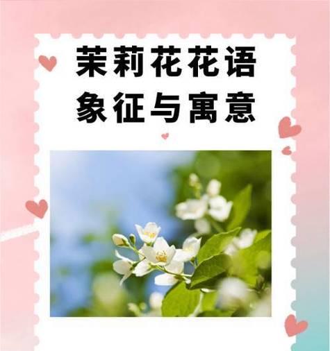 情侣花代表了什么含义？