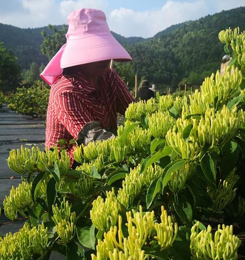 十月丰收的花象征着什么？十月丰收的花的寓意有哪些？