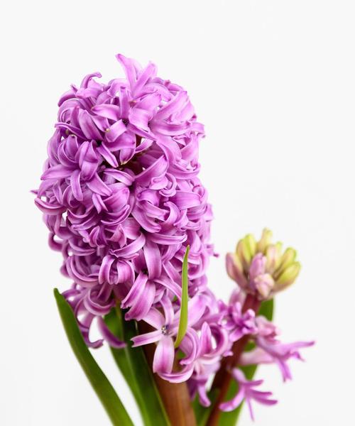 白色风信子花语含义与代表意义是什么？