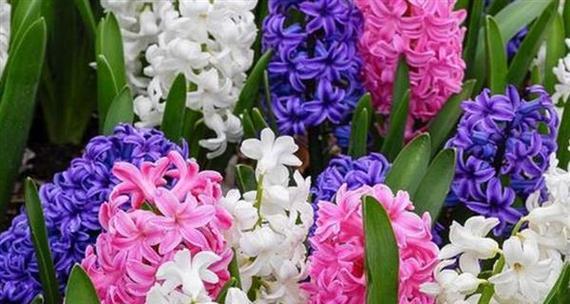 白色风信子花语含义与代表意义是什么？