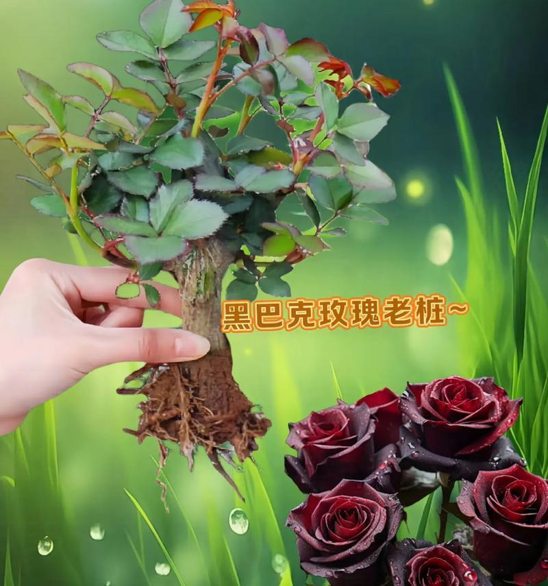 玫瑰花的意义与象征（探索玫瑰花在不同文化中的象征意义）