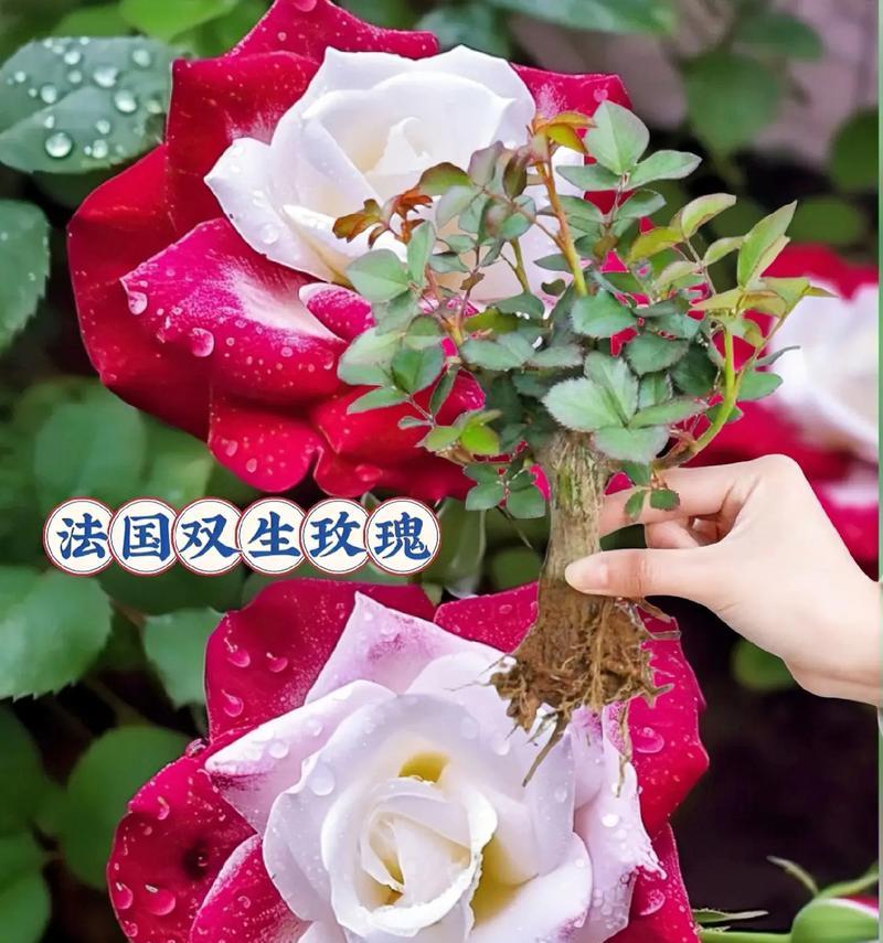 玫瑰花的意义与象征（探索玫瑰花在不同文化中的象征意义）