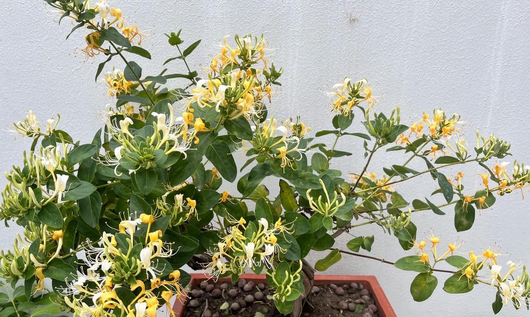 以百合花为主题的奉献之花语（百合花语的深刻意义与象征）