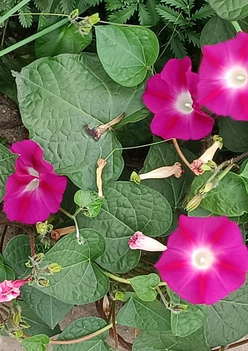牵牛花的花语及寓意（揭示牵牛花的美丽与意义）