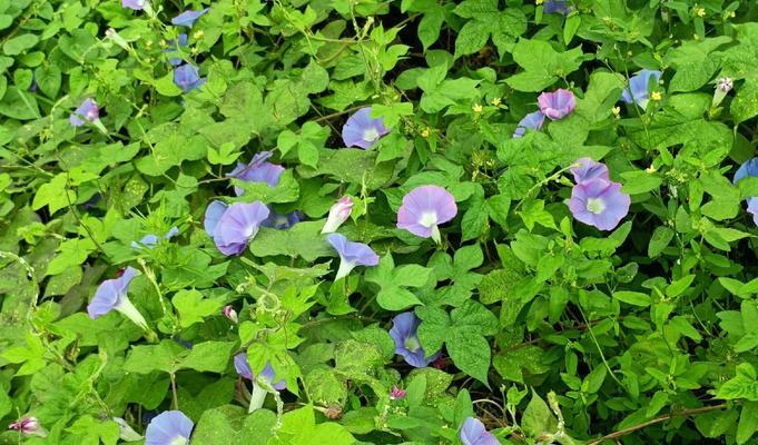 牵牛花的花语及寓意（揭示牵牛花的美丽与意义）