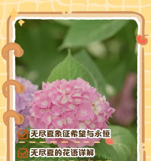 香石竹的花语及其象征意义（探索香石竹的花语，解读其内涵与传达的情感）