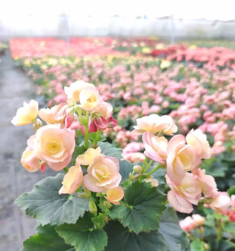 深情至极，丽格海棠花摘心之谜（揭开海棠花背后的神秘面纱）