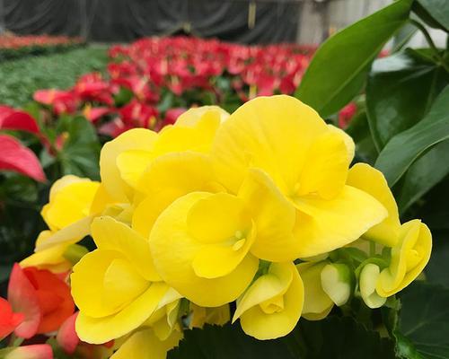 深情至极，丽格海棠花摘心之谜（揭开海棠花背后的神秘面纱）
