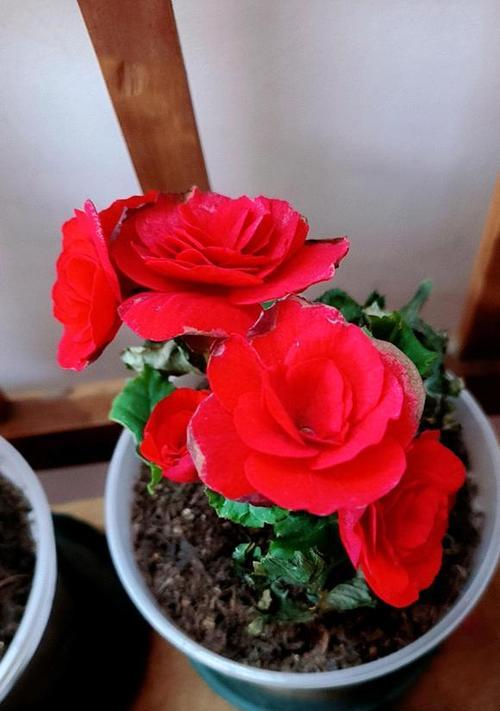 深情至极，丽格海棠花摘心之谜（揭开海棠花背后的神秘面纱）