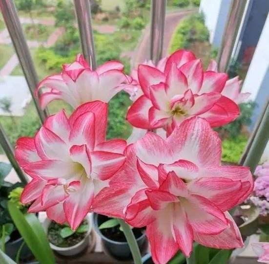 哪种花象征好运？送花时如何选择寓意吉祥的花朵？