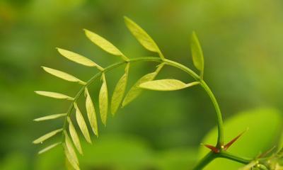 绿色弗朗花的寓意是什么？它象征着什么？