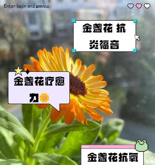 金盏花橘色代表什么？金盏花橘色的花语是什么？
