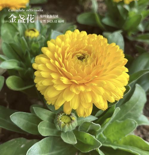 金盏花橘色代表什么？金盏花橘色的花语是什么？
