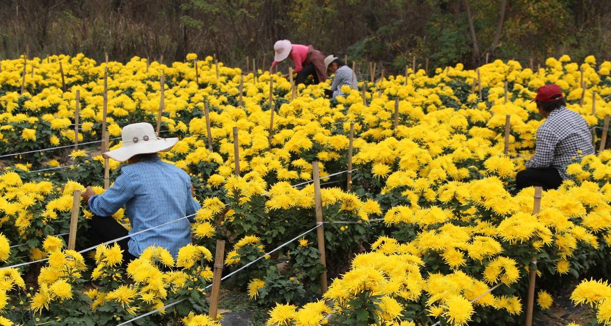 金盏花橘色代表什么？金盏花橘色的花语是什么？