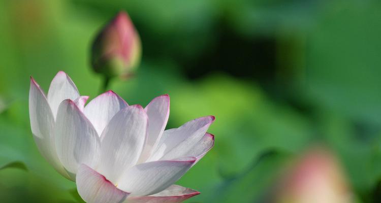 水瓶座适合插什么花？富贵花的寓意是什么？