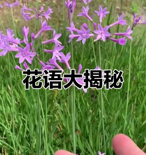 推荐哪些花表达浪漫花语？浪漫花语的花朵有哪些？