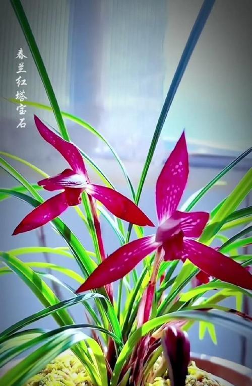 哪种花象征着青春？青春颜色的花语是什么？