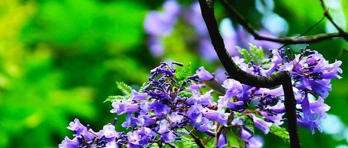 哪种花象征着青春？青春颜色的花语是什么？