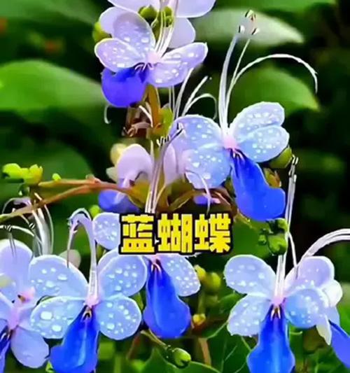 蓝色胡蝶花代表什么意义？