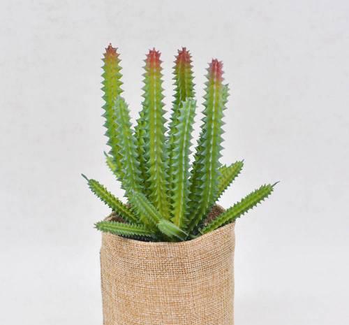 碧色莱尼的花语是什么？它象征着什么？